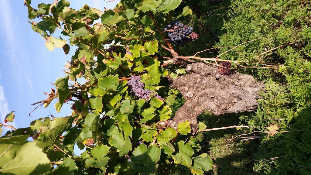 Le Clos Des Aramons Bernis Exteriér fotografie